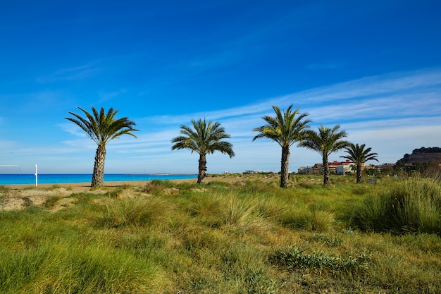 Palmeiras de praia de Denia Las Marinas em Espanha