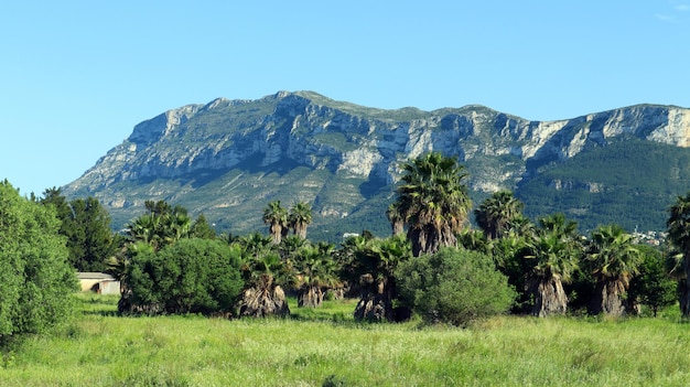 Palmeiras do Monte Montgo. Paisagem típica da província de Espanha Alicante Denia. Ver a montanha, sting