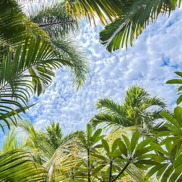 Palmeiras do padrão Tropica contra palmeiras do céu azul na costa tropical coqueiro árvore de verão tr