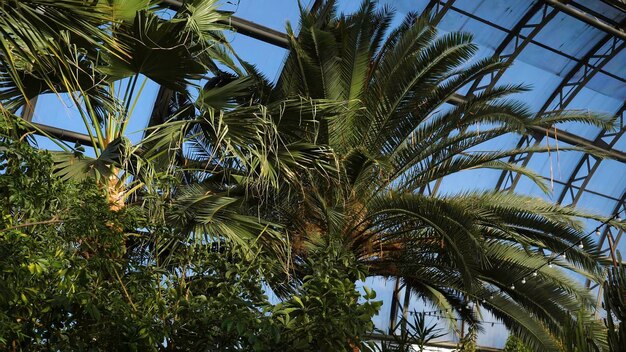 Palmeiras e plantas exóticas no fundo das janelas das estufas plantas e árvores verdes exóticas