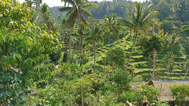 Palmeiras e plantas na selva tropical da ilha de Bali, na Indonésia