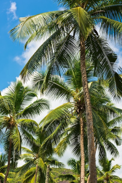 Palmeiras em uma praia tropical na ilha de Mahe, Seychelles