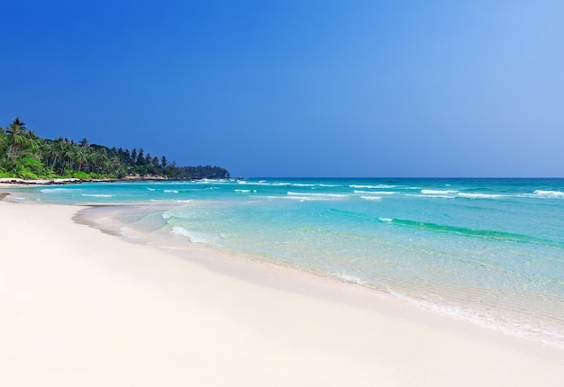 Palmeiras em uma praia tropical perfeita em Koh Kood, Tailândia