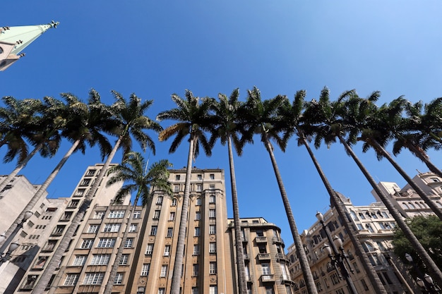 Palmeiras imperiais da praça da sé