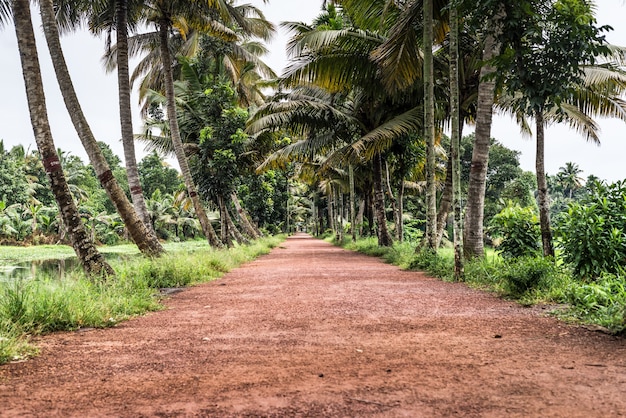 Foto palmeiras kerala índia