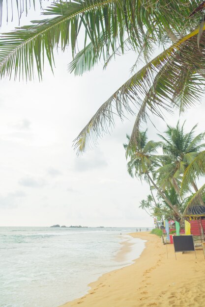 Palmeiras na costa do oceano índico na praia em hikkaduwa, sri lanka.