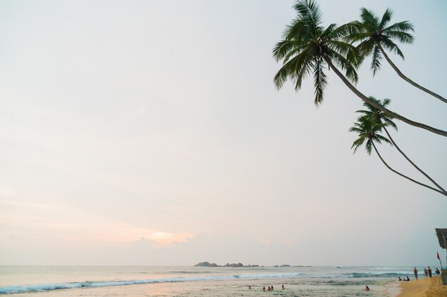 Palmeiras na costa do Oceano Índico na praia em Hikkaduwa, Sri Lanka.