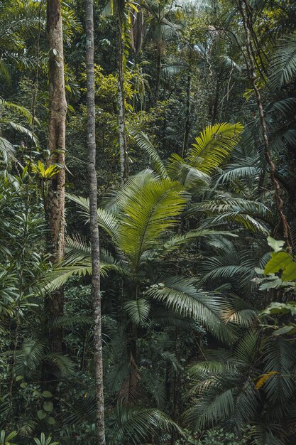 Foto palmeiras na floresta