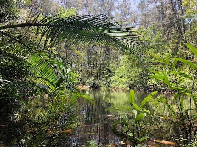 Foto palmeiras na floresta