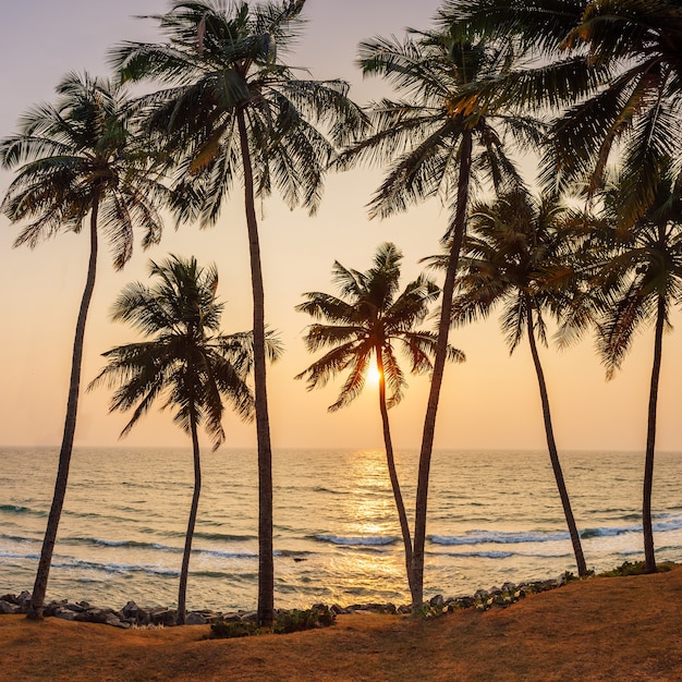 Palmeiras na praia ao pôr do sol