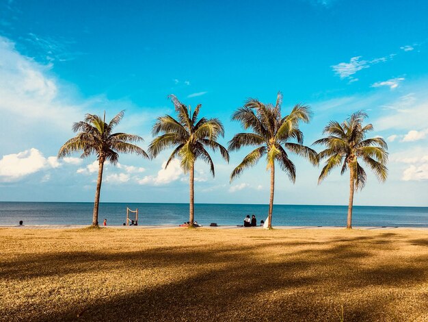 Palmeiras na praia contra o céu azul