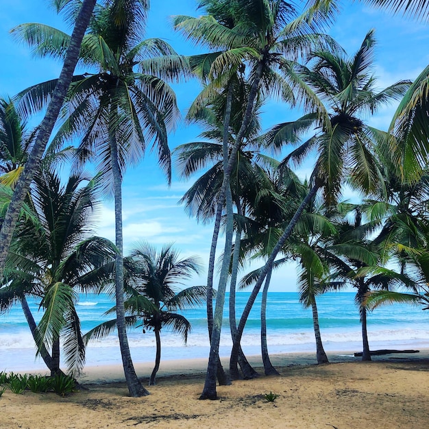 Foto palmeiras na praia contra o céu