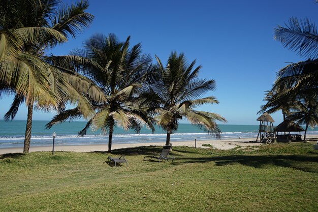 Palmeiras na praia contra o céu