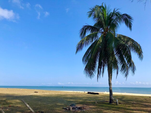 Foto palmeiras na praia contra o céu