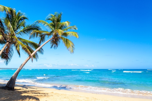 Palmeiras na praia tropical selvagem na República Dominicana. Fundo de viagens de férias.