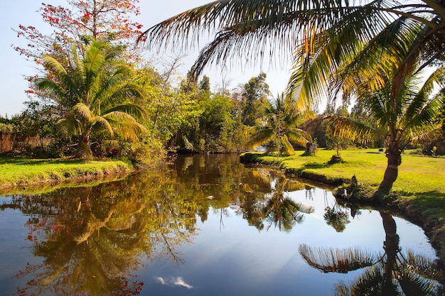 Palmeiras naturais crescem na margem de uma lagoa. Cuba.