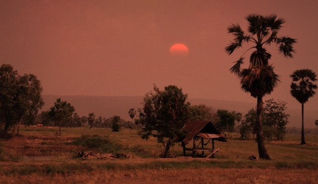 Foto palmeiras no campo contra o céu ao pôr-do-sol