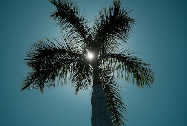 Foto palmeiras papel de parede árvores tropicais fundo coqueiros no céu azul fundo exótico da natureza do verão nat