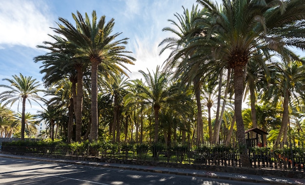 Palmeiras que crescem em um parque em Maspalomas, Gran Canaria na Espanha. Estrada em frente.