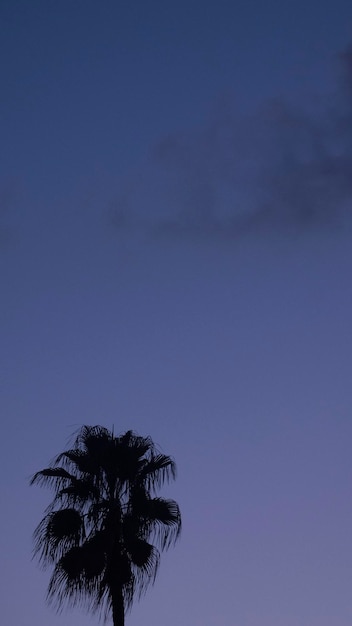 Palmeiras retroiluminadas contra o céu azul ao pôr do sol