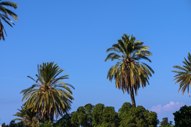 palmeiras tropicais contra o céu azul 2