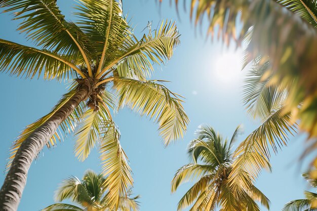 Palmeiras tropicais contra um céu azul claro com a luz do sol espreitando através das folhas