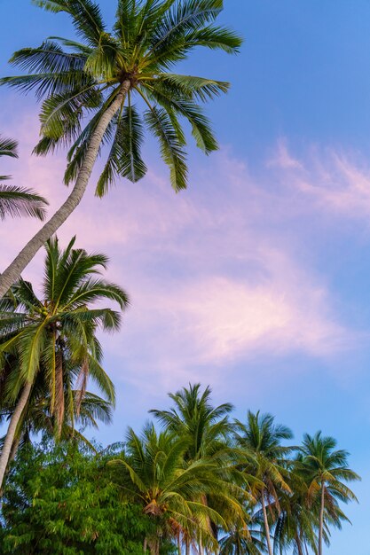 Palmeiras tropicais contra um céu azul-roxo do por do sol. Pôr do sol nos trópicos