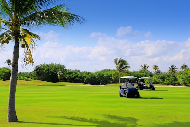 Palmeiras tropicais de golfe no México