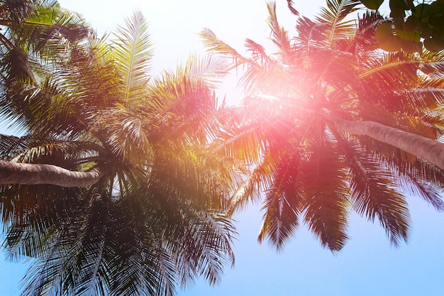 Palmeiras tropicais do fundo do verão contra o céu