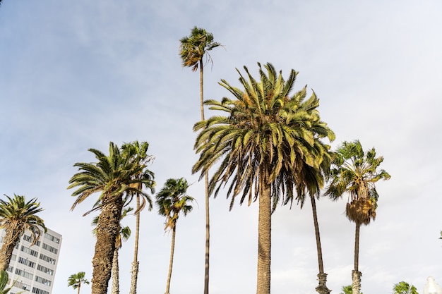 Palmen am Abend in den Straßen von Los Angeles, Kalifornien