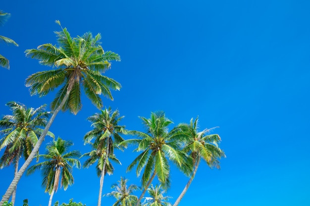 Palmen am blauen Himmel