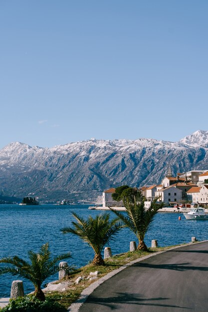 Palmen am Damm in der Stadt Perast montenegro