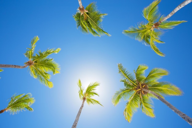 Palmen am hellen Sommertag mit klarem blauem Himmel