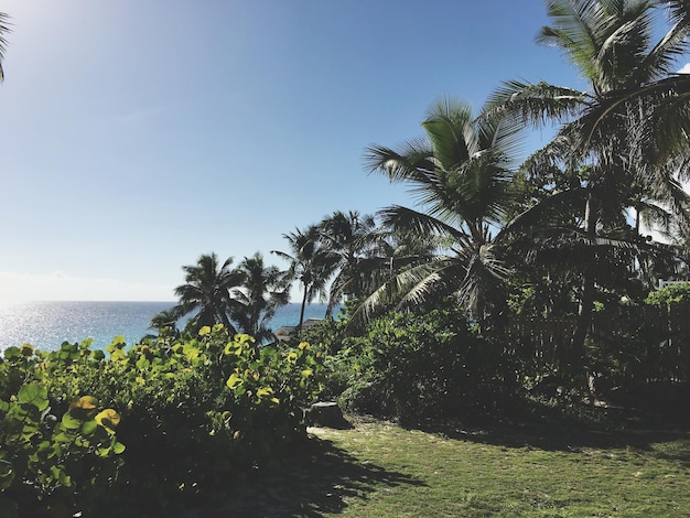 Foto palmen am meer gegen den klaren himmel