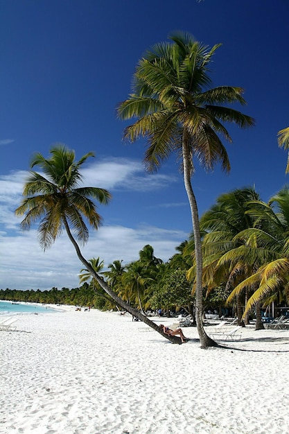 Palmen am Strand gegen den Himmel