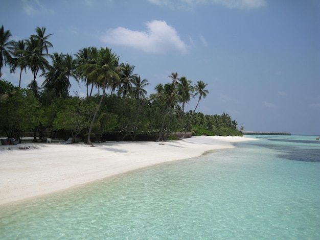 Palmen am Strand gegen den Himmel