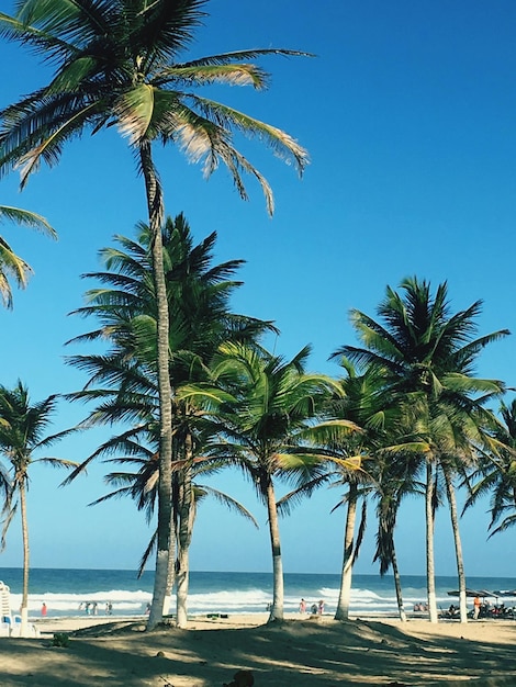 Foto palmen am strand gegen den himmel