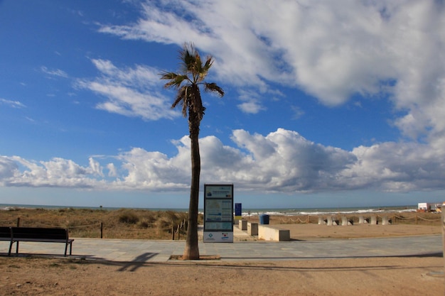 Foto palmen am strand gegen den himmel