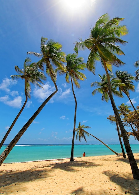 Palmen am Strand gegen den Himmel