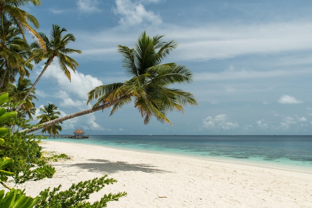 Palmen am Strand gegen den Himmel