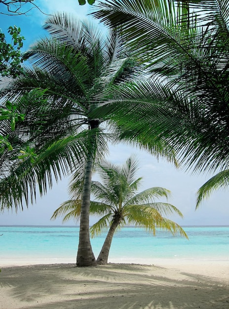 Palmen am Strand gegen den Himmel