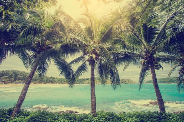 Foto palmen am strand gegen den himmel