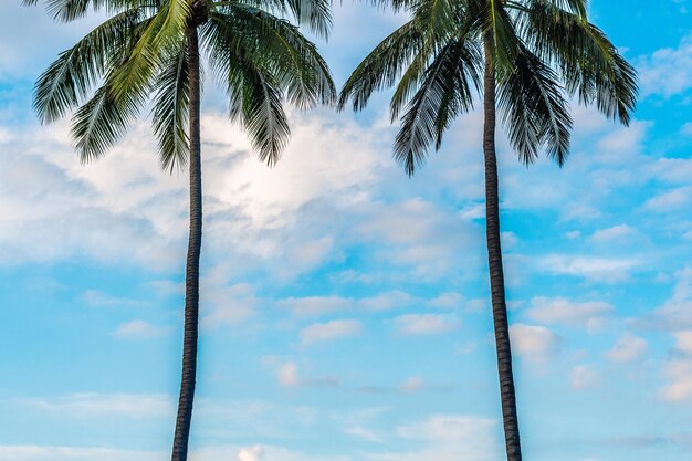 Palmen am Strand mit blauem Himmel im Hintergrund