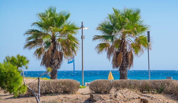 Foto palmen am strand von poetto sardinien