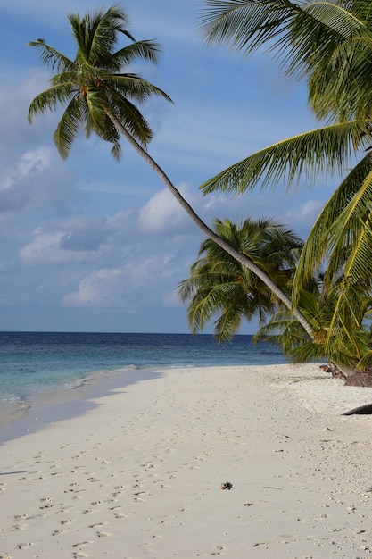 Palmen am Strand