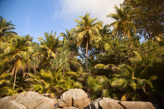 Palmen am Ufer in den Tropen