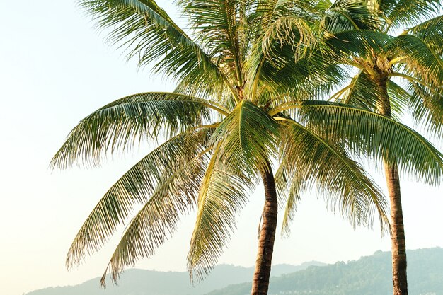 Palmen an der tropischen Küste. Tropischer Strand.