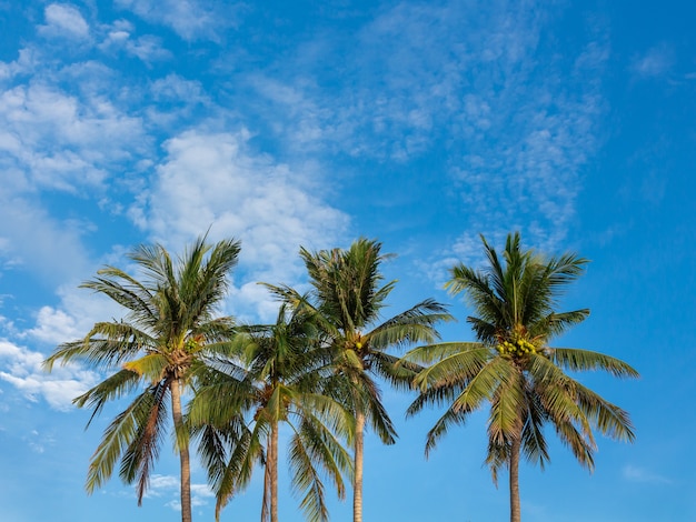 Palmen auf blauem Himmel mit Wolken.