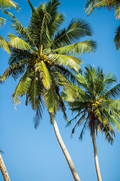 Palmen auf blauem Himmel