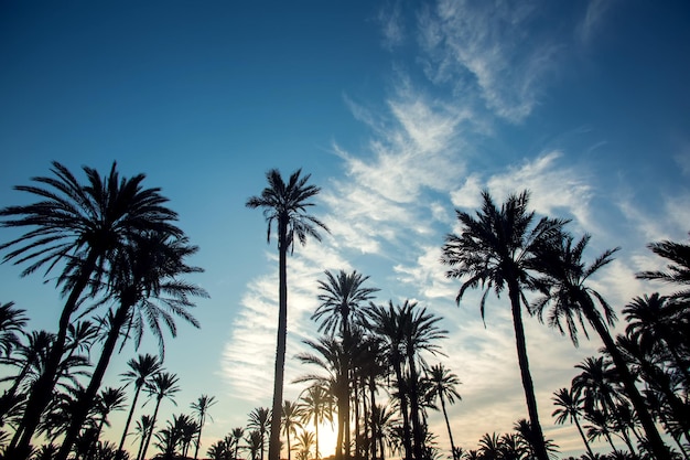 Palmen auf dem Hintergrund des Sonnenuntergangs Natur- und Urlaubskonzept